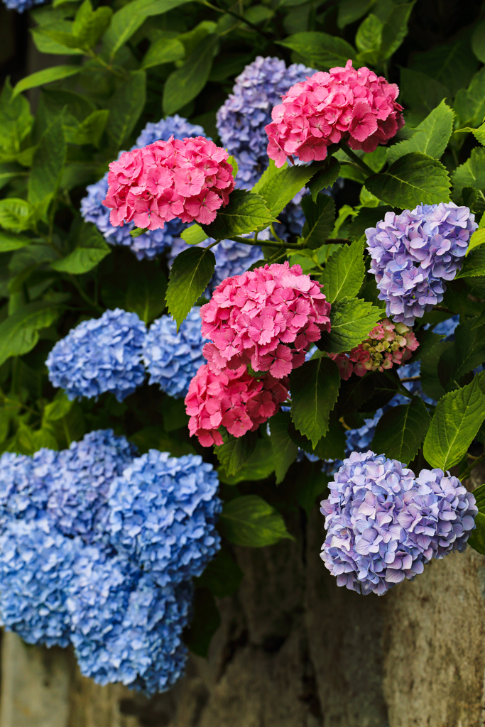 紫陽花 七変化