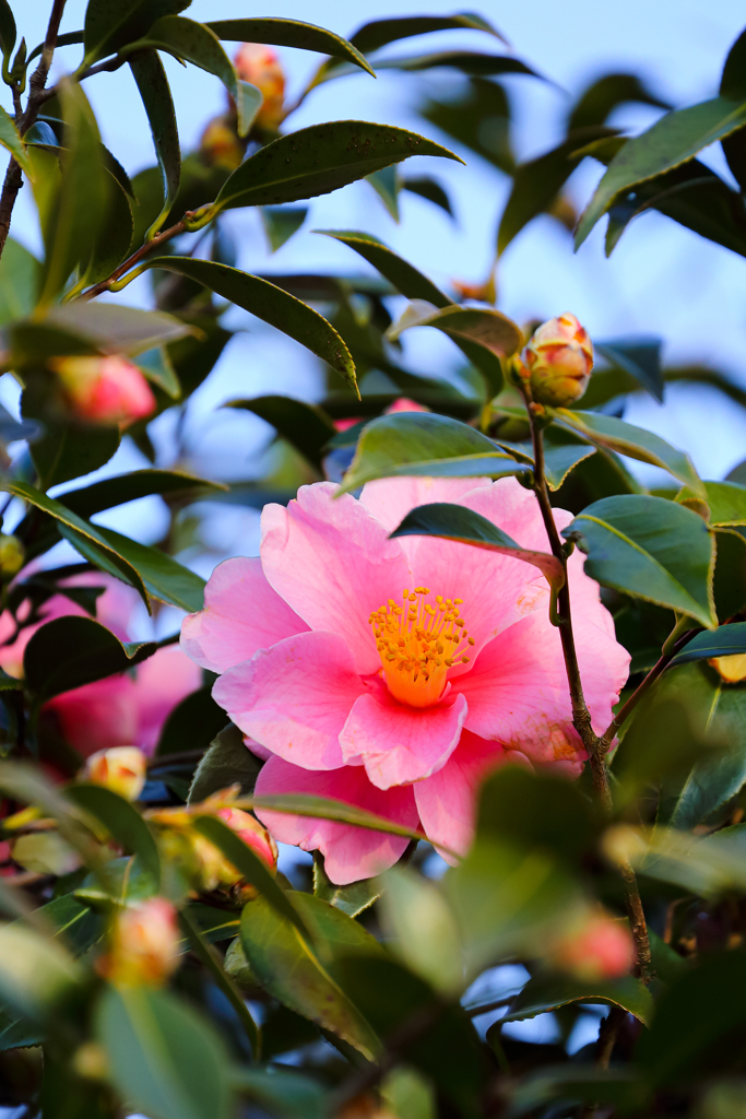 ピンクの椿