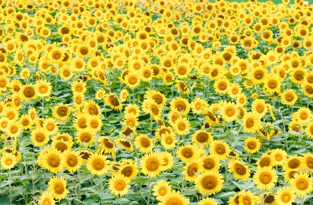 佐用の向日葵 Ⅰ