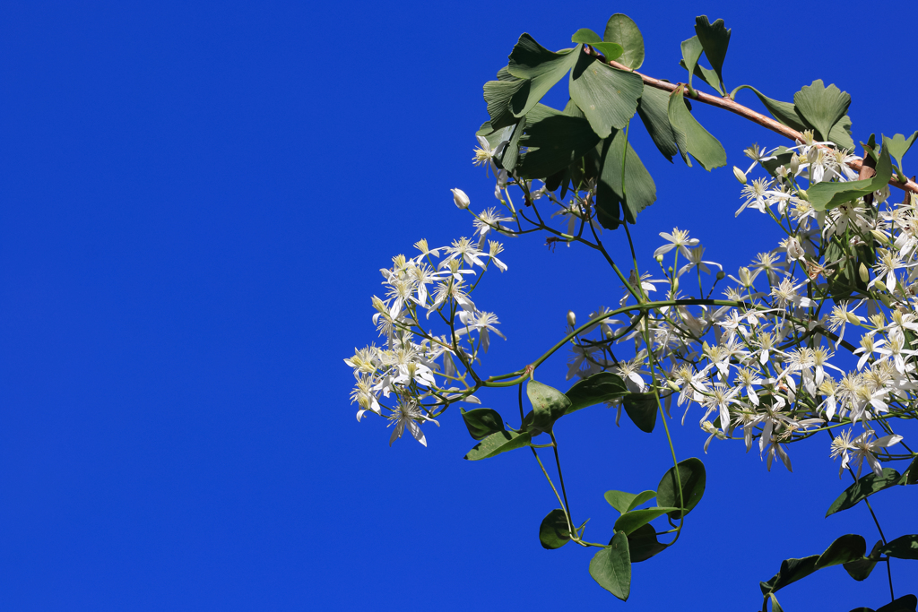 青い空に白い花