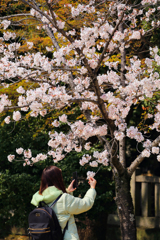 華のある花