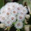 蕗の花