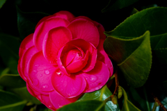 After Rain