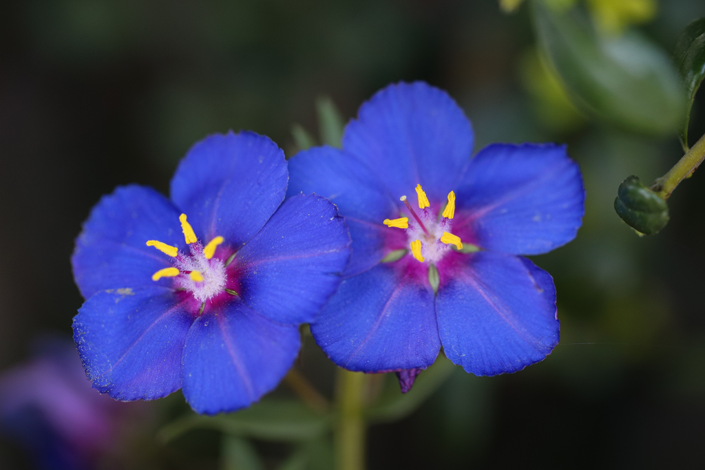 American Blue
