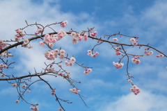 青空に八重桜