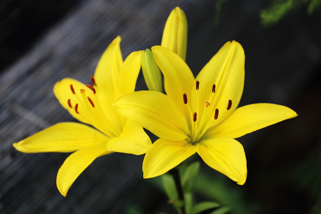 Yellow Lily
