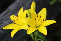 Yellow Lily