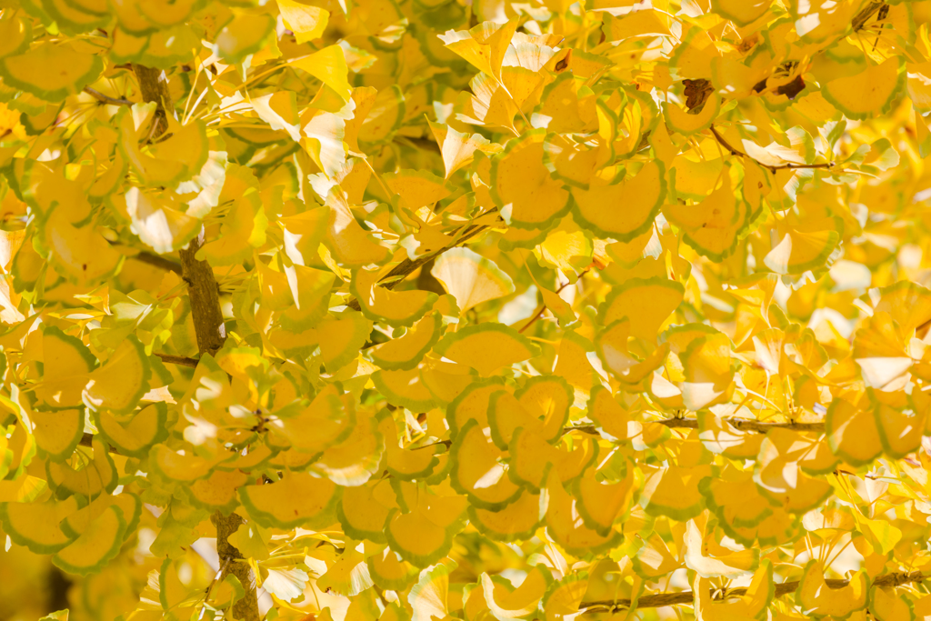 from Green to Yellow