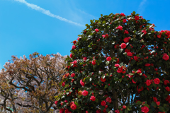 桜と椿と青空と