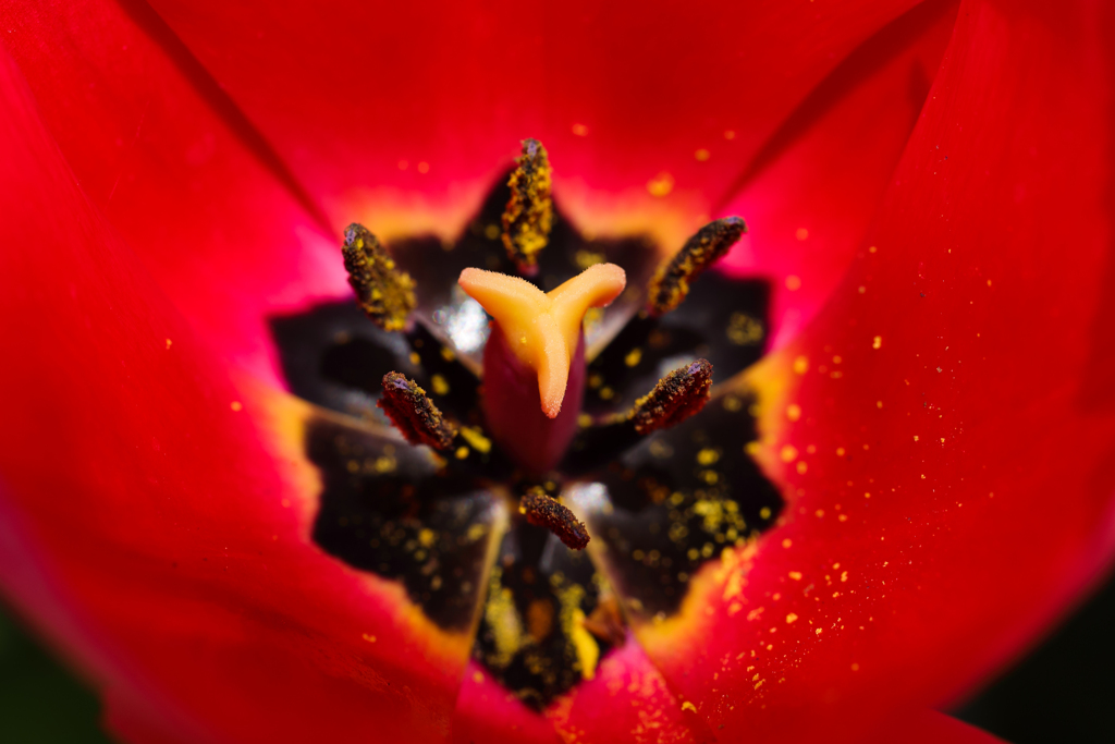 情熱の赤い…チューリップ ^^