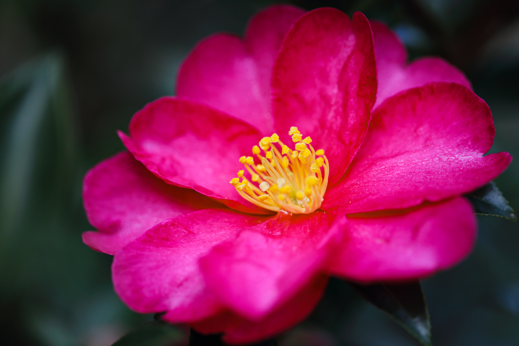 山茶花