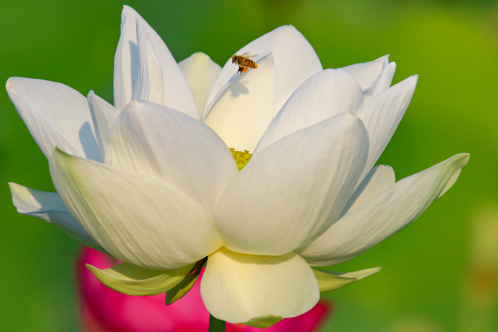 Pure White