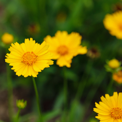 この色は元気が出るCOLOR、YELLOW