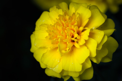 Yellow Marigold