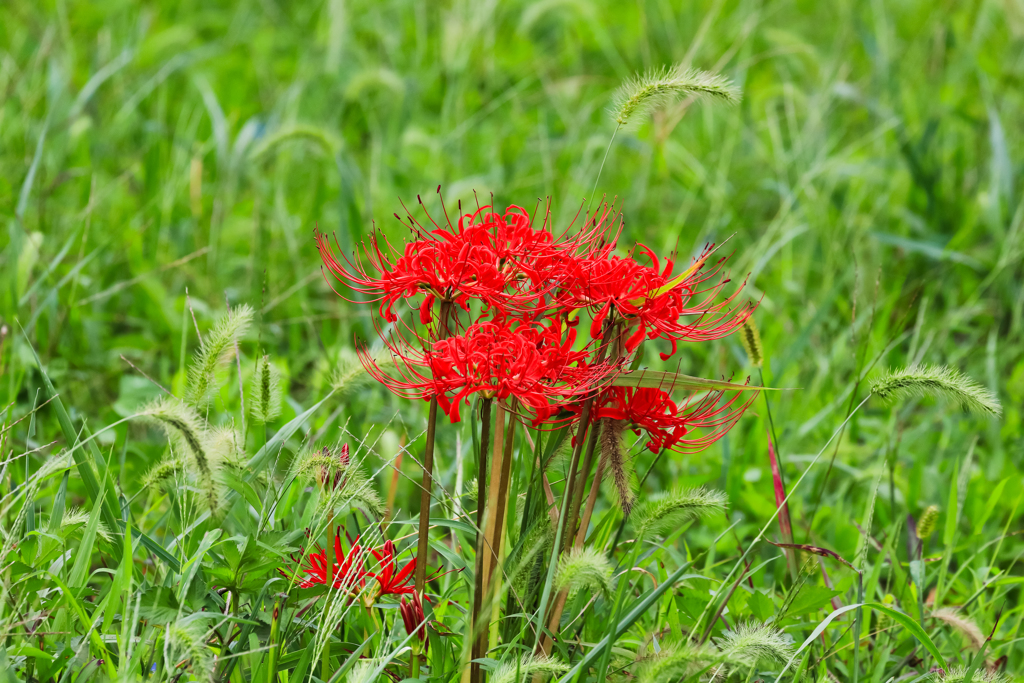 台風を待つ彼岸花
