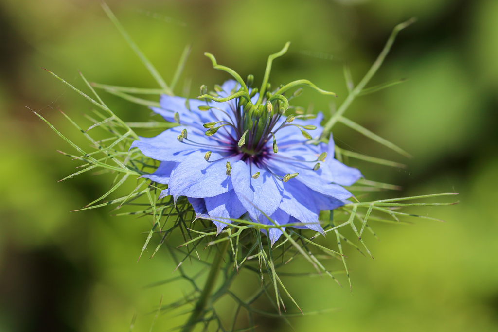 この花の魅力からはニゲラれない