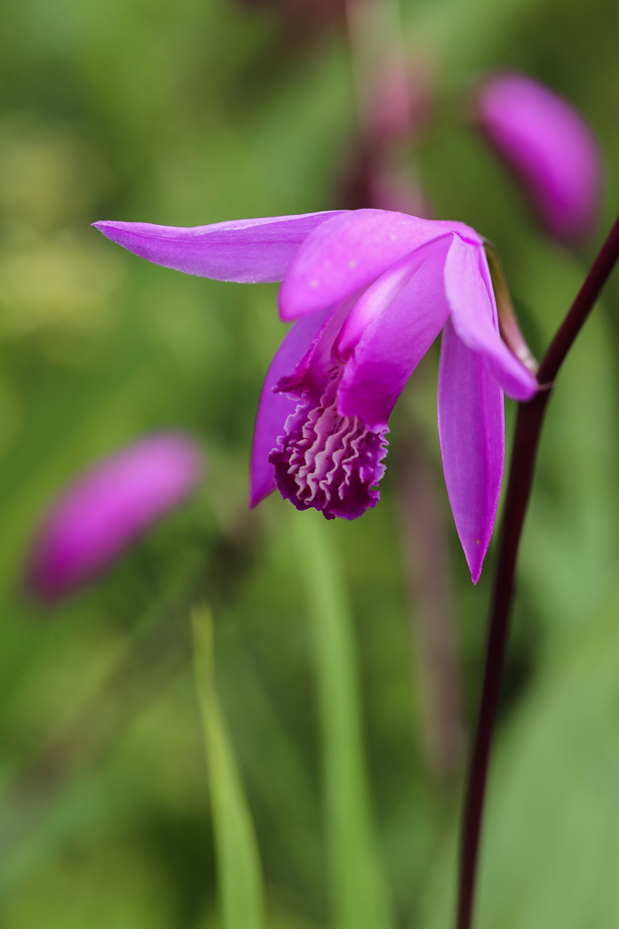 可憐な花だね シランけど…