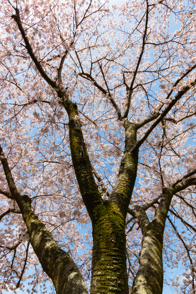 桜 花びら 散る前に 咲いているうちに