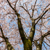 桜 花びら 散る前に 咲いているうちに
