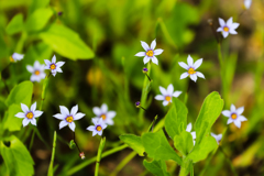 雑草と呼ばれても…