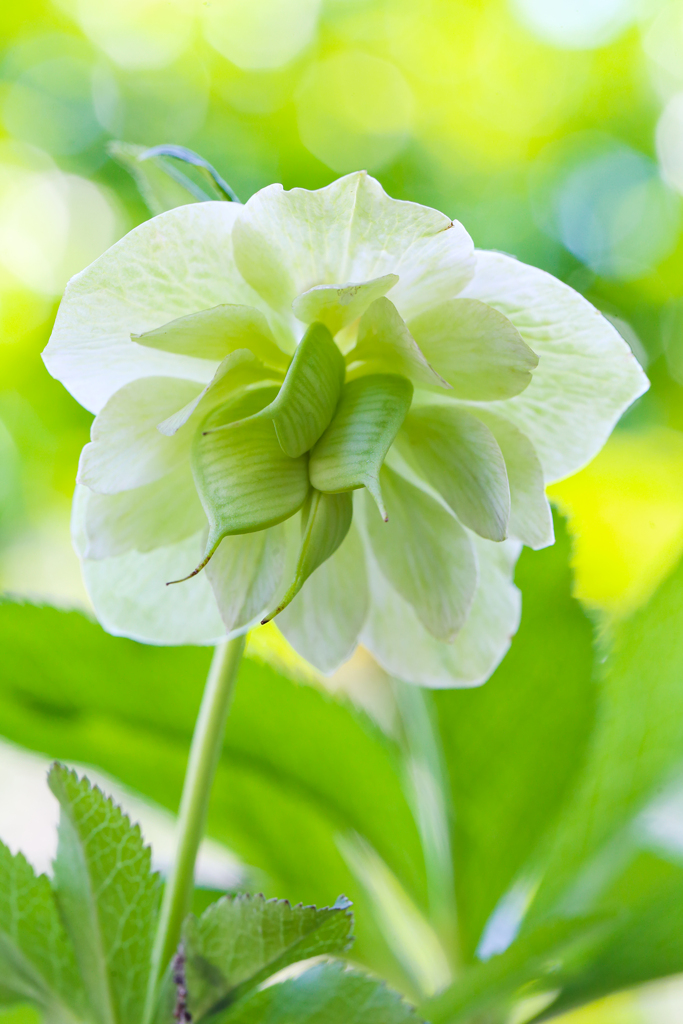 新鮮野菜のようなクリスマスローズ