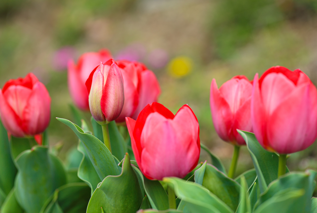 Red Tulips
