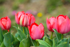 Red Tulips