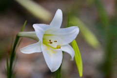 道端にユリの花