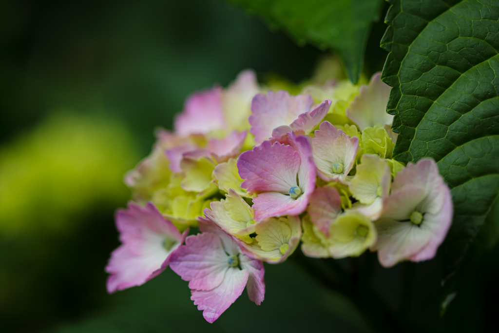 ピンクの紫陽花