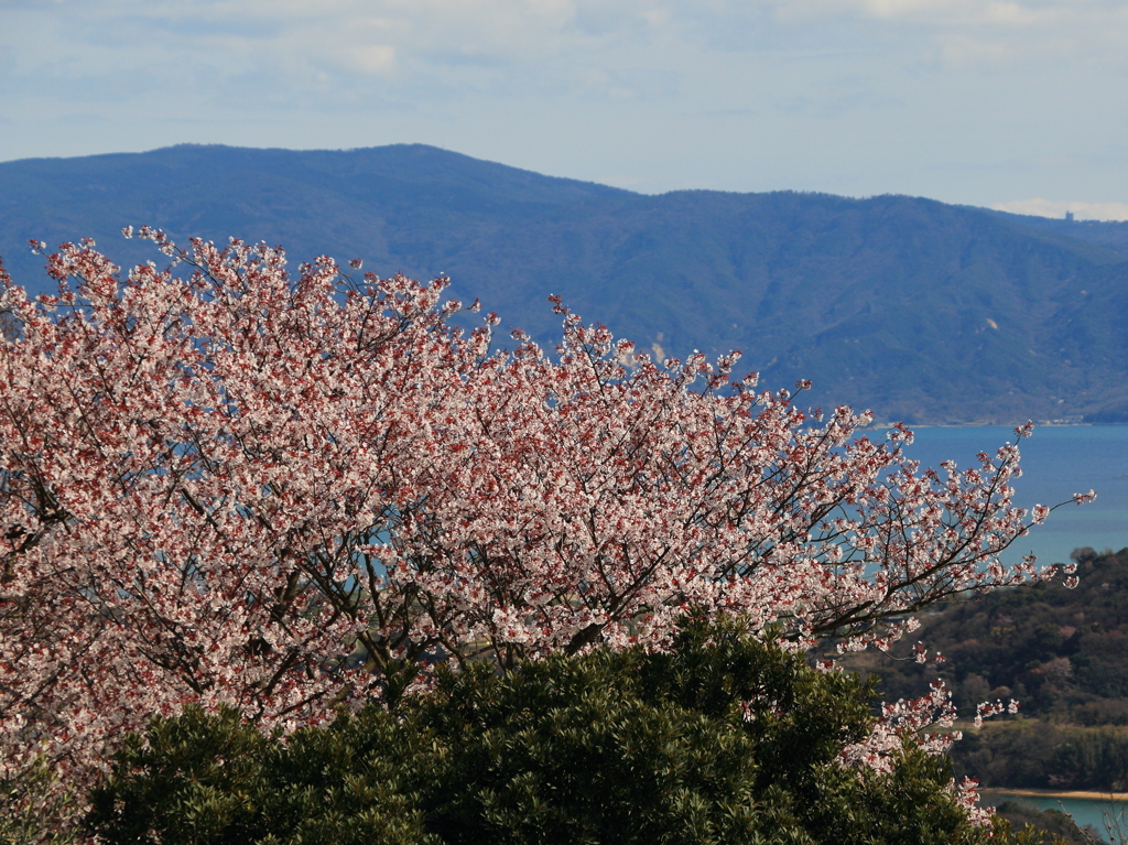 オリーブと桜と瀬戸の海