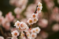 大津トンネルの梅 ①