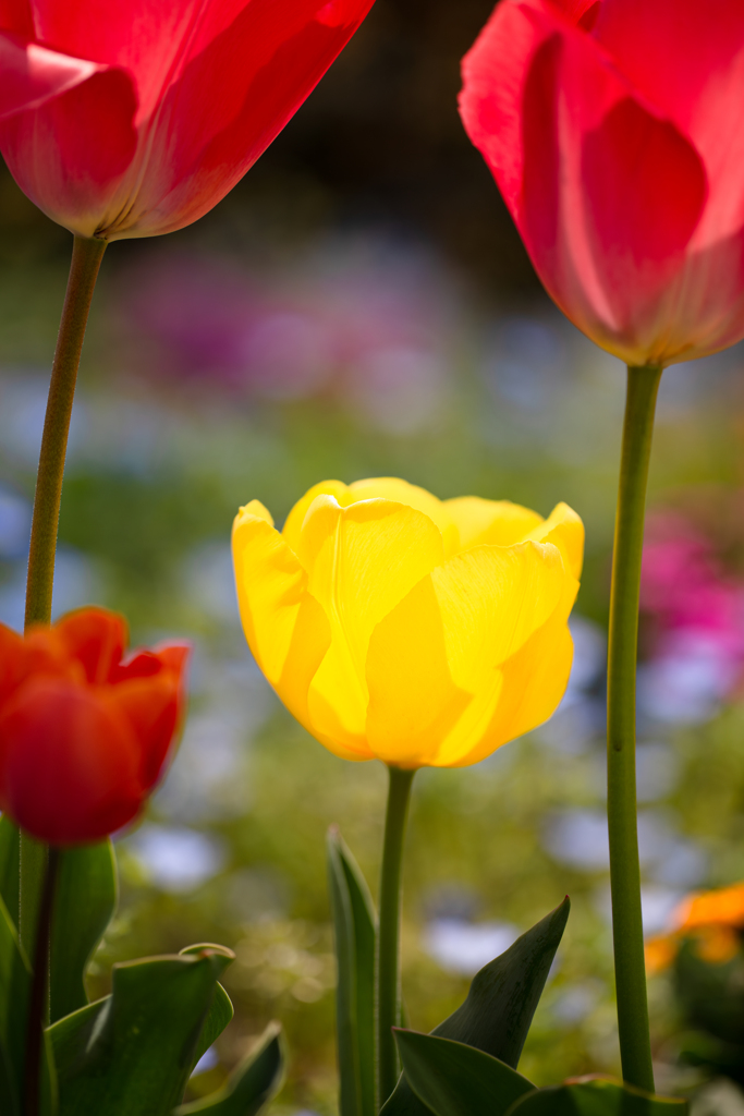 春の花壇