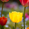 春の花壇