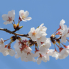 桜 サクラ 今咲き誇る