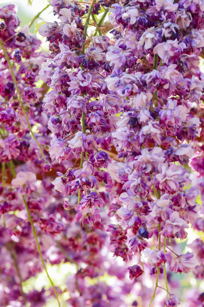 桜に負けじと藤も八重