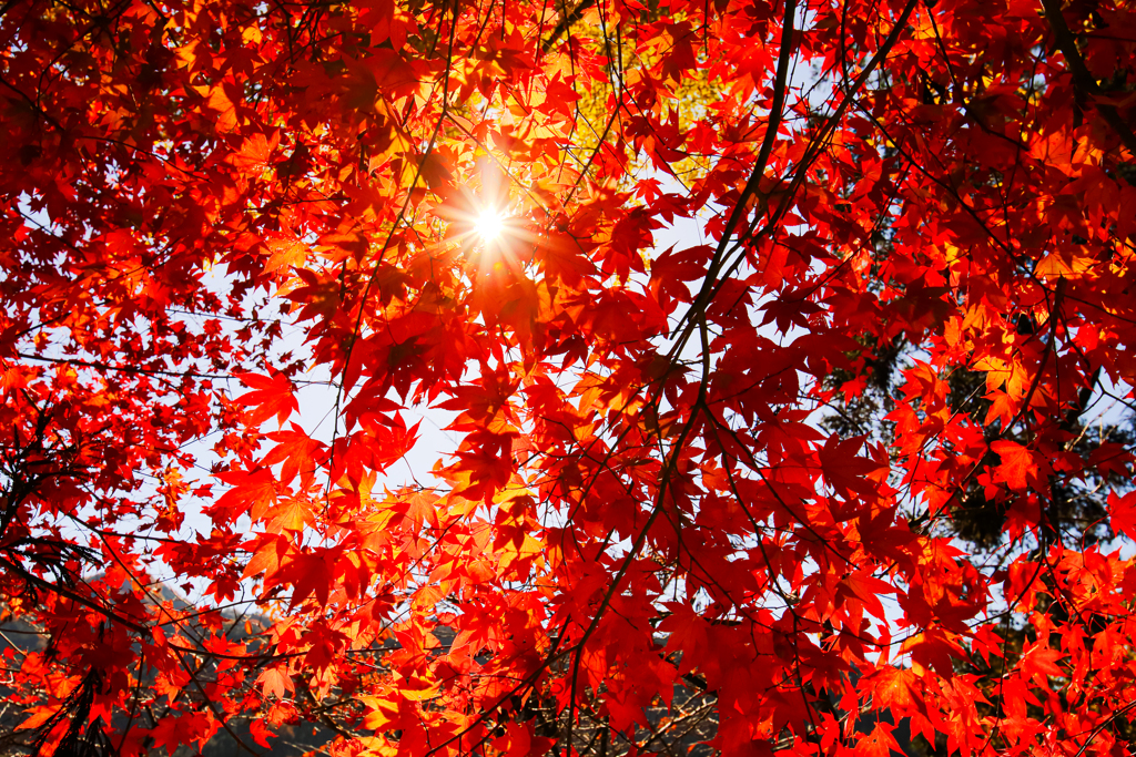 濃いも薄いも 数ある中に