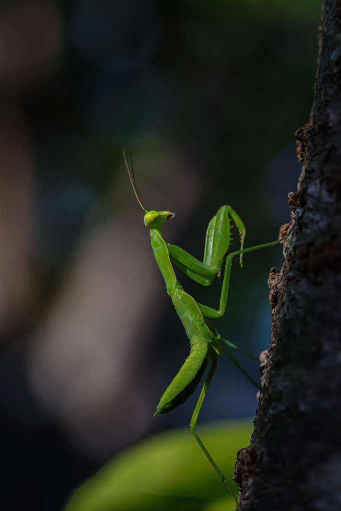 カマキリ拳法（蟷螂拳）免許皆伝
