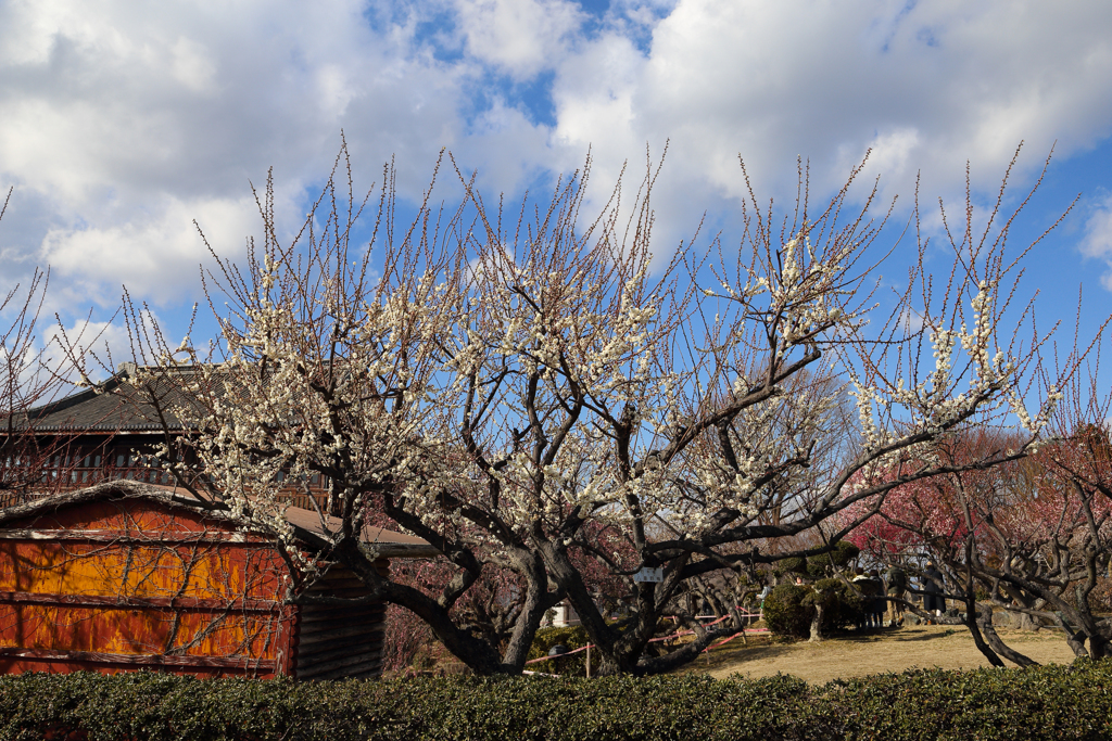 世界の梅公園