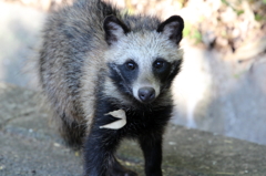 あっ、見つかっちゃった。