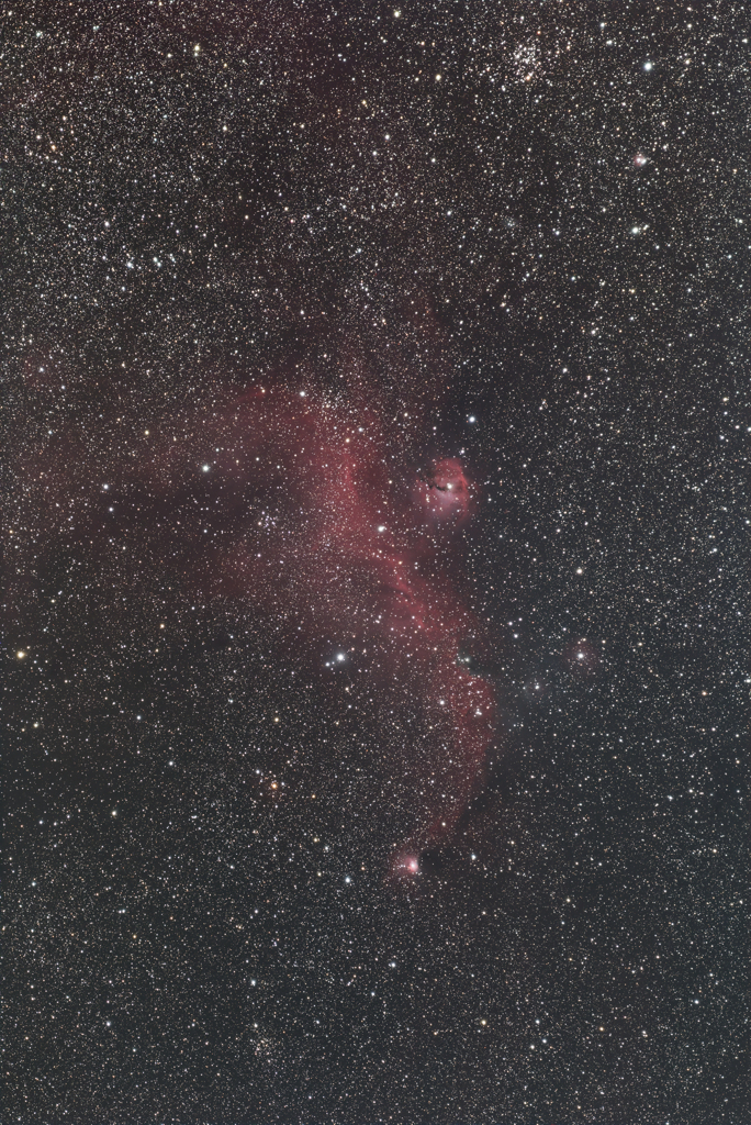 夜空を舞う赤いカモメ