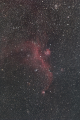 夜空を舞う赤いカモメ