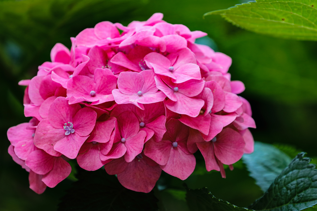戻り梅雨に喜ぶ近所の紫陽花