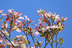 青空に花水木