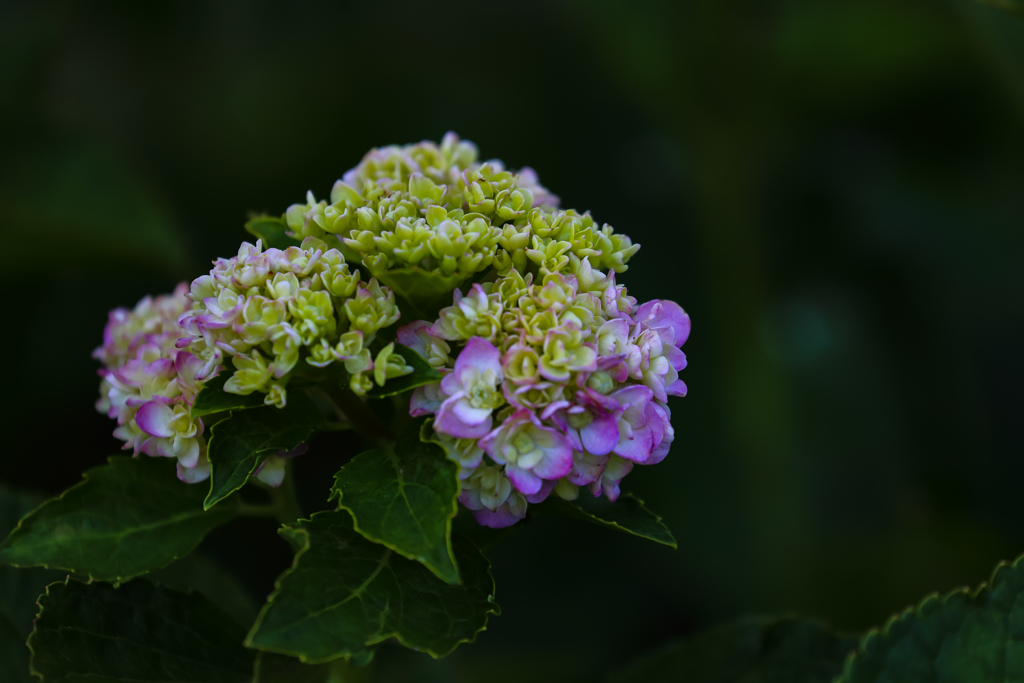 まだ紫陽花！？