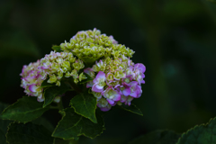 まだ紫陽花！？