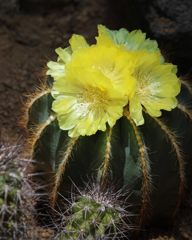 レモン色のサボテンの花