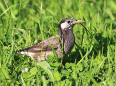 一羽の鳥