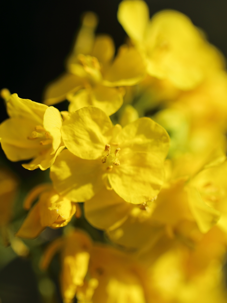 菜の花畑に入日薄れ ♪