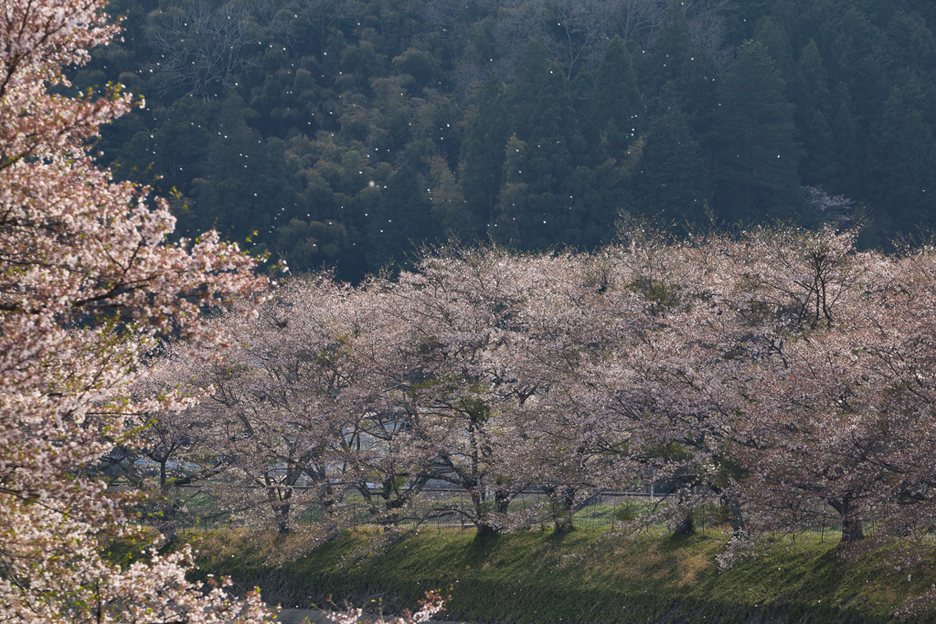 桜 舞い散る