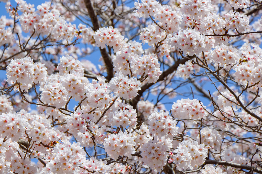 桜満開 明日から４月